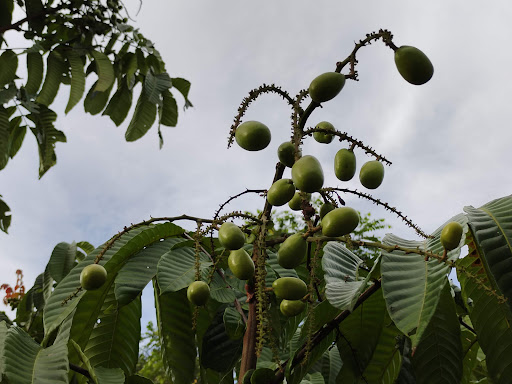 Kulim Rumah Bonda Homestay