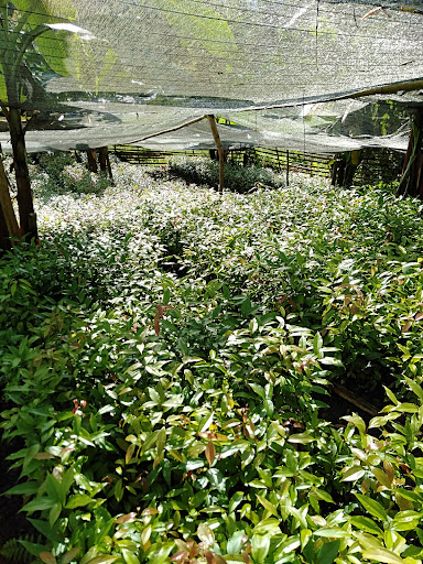 Taman Bukit Dahlia Pasir Gudang.